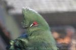 Black-billed turaco