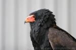 Bateleur