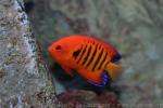 Flame angelfish