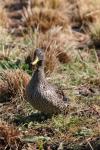 Yellow-billed duck