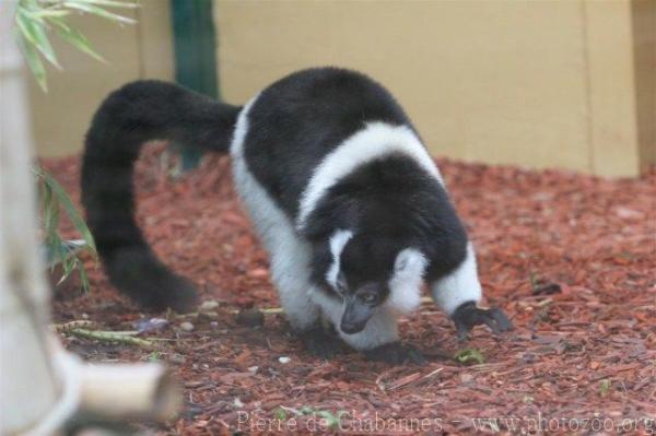 Black-and-white ruffled lemur