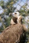 Cinereous vulture