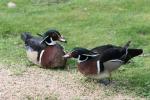 American wood duck