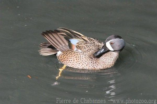 Blue-winged teal