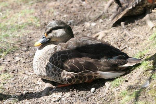 Indian spot-billed duck