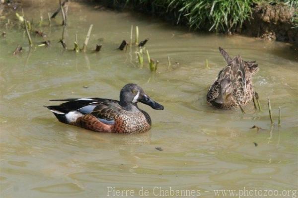 Australian shoveler