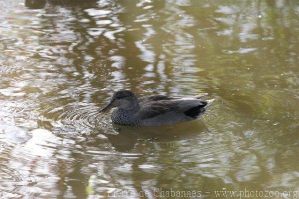 Gadwall