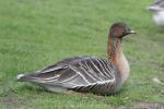 Pink-footed goose