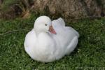 Ross's goose