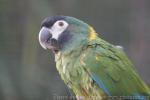 Yellow-collared macaw