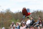 Green-winged macaw