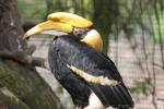 Great hornbill