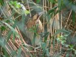 Eurasian bittern