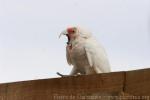 Long-billed corella