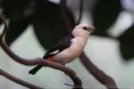 White-headed buffalo-weaver