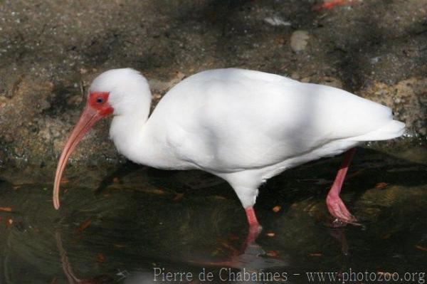 American white ibis