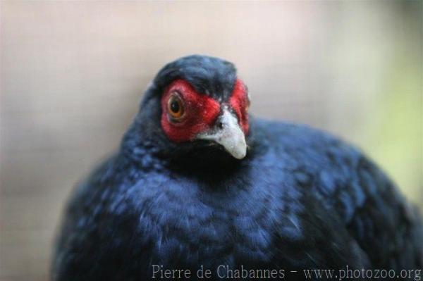 Salvadori's pheasant *