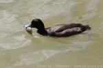 Southern pochard