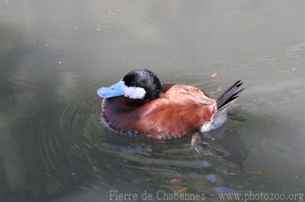 Ruddy duck