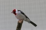 Red-cowled cardinal