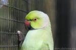 Rose-ringed parakeet