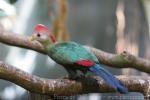 Red-crested turaco