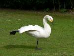 Bewick's swan