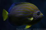 Bluestriped angelfish