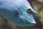 Bluespine unicornfish