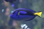 Palette surgeonfish