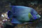 Semicircle angelfish
