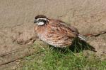 Northern bobwhite *