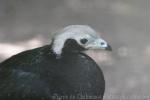 Gray's piping-guan *