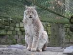 Siberian lynx