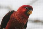 Cardinal lory