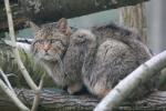 European wild cat