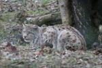 Eurasian lynx