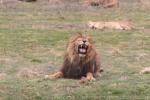 East-African (Katanga) lion