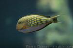 Lined surgeonfish