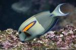 Orangespot surgeonfish