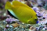 Threespot angelfish