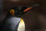 King penguin