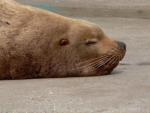 Steller's sea-lion