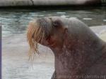 Pacific walrus