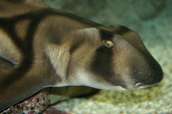 Port Jackson shark