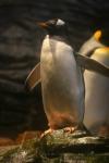 Gentoo penguin