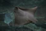 Cownose ray