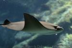 Javanese cownose ray