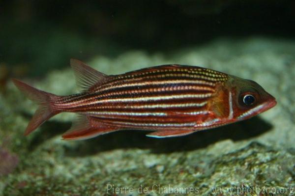 Crown squirrelfish