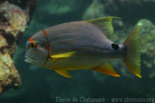 Sailfin snapper